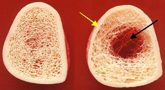 Image Bone