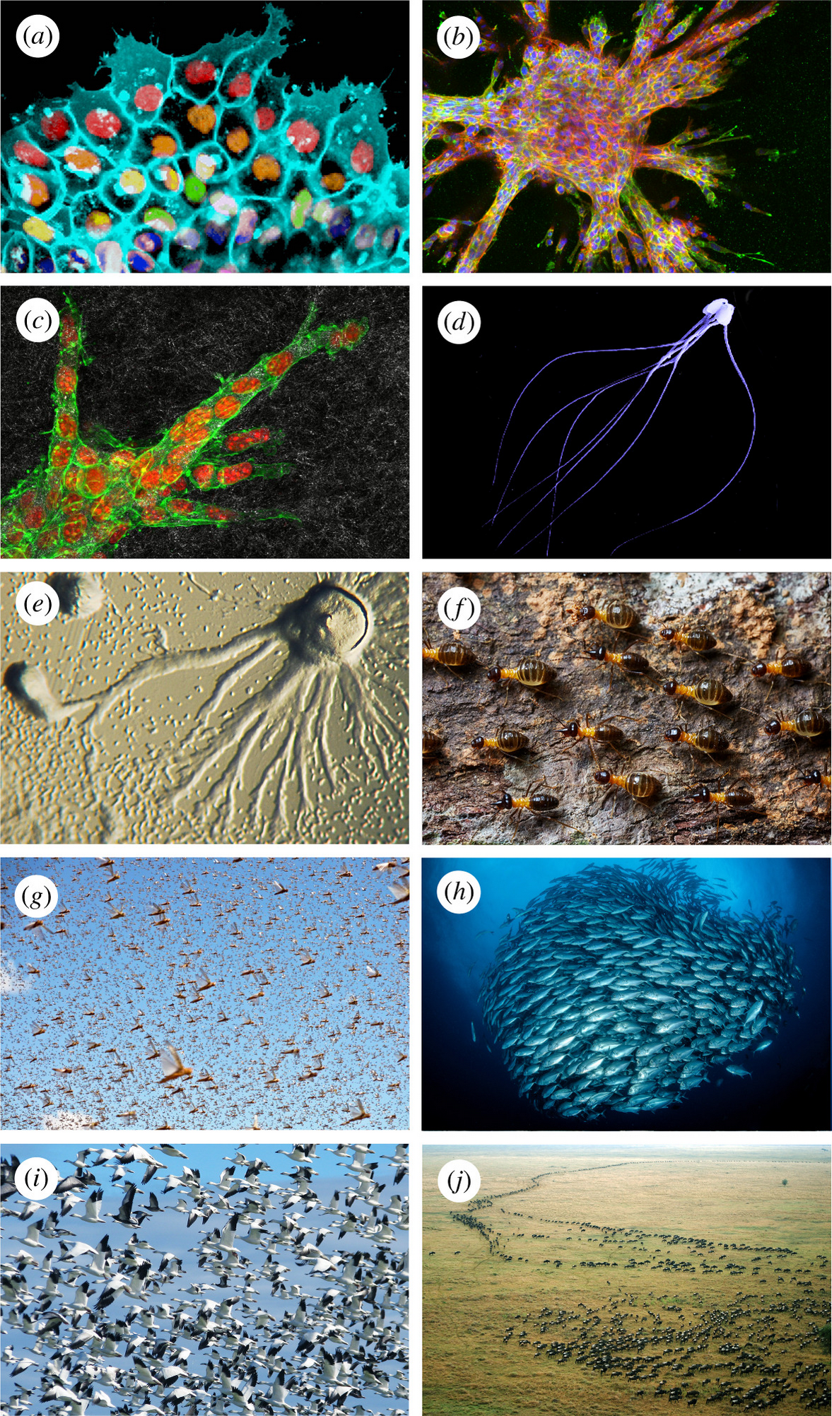 Images of collective migration in biological systems.
